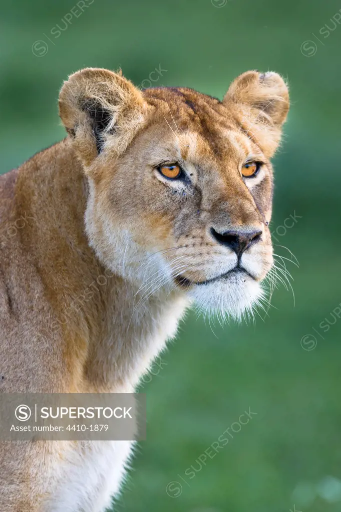 Female African lion (Panthera leo) at Big Marsh, Ndutu, Ngorongoro Conservation Area-Serengeti National Park, Tanzania
