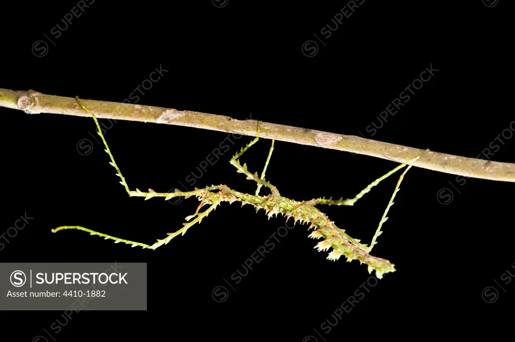 Close-up of a male Stick insect, Ranomafana National Park, Madagascar