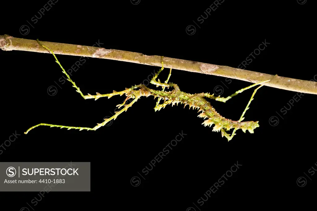 Close-up of a male Stick insect, Ranomafana National Park, Madagascar