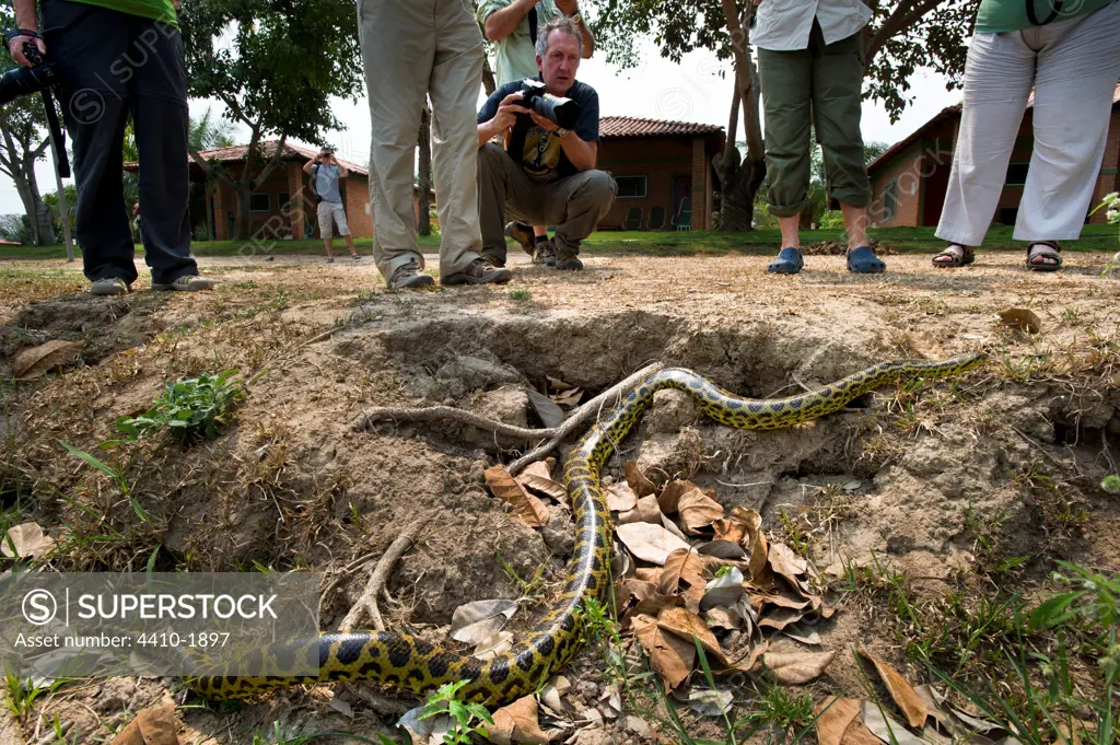Yellow anaconda (Eunectes notaeus), Porto Jofre Hotel, Cuiaba River, Northern Pantanal, Brazil