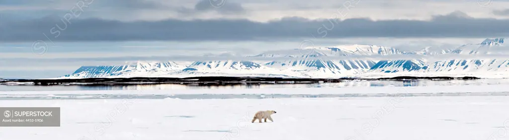 Polar bear (Ursus maritimus) walking on ice flow, Woodfjorden, Spitsbergen, Svalbard, Norway