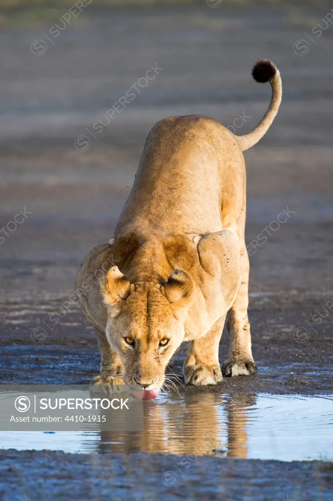 Female African lion (Panthera leo) drinking from a waterhole at Big Marsh, Ndutu, Ngorongoro Conservation Area-Serengeti National Park, Tanzania