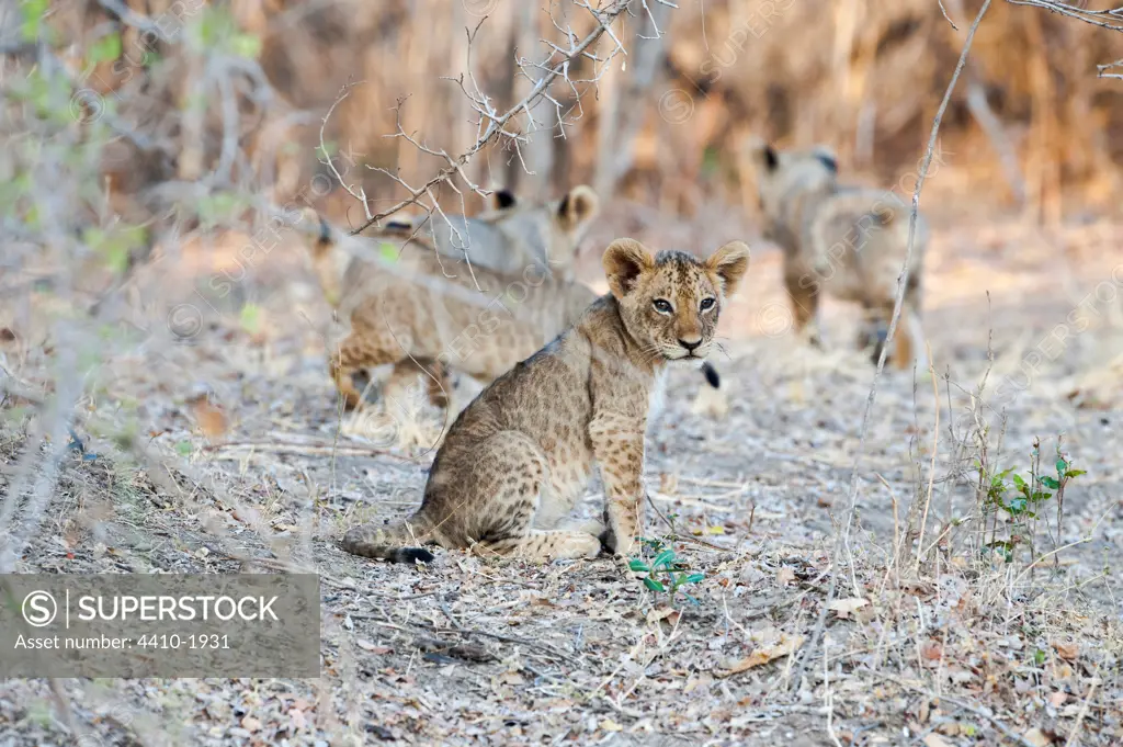 African lion cubs (Panthera leo) approx 3 months old near the Luangwa River, South Luangwa National Park, Zambia