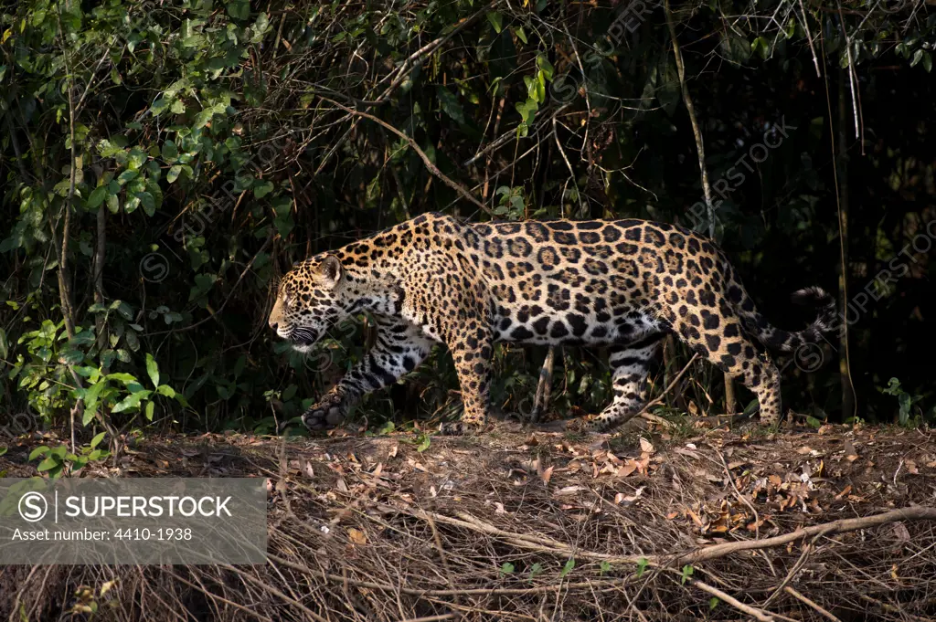 Female jaguar (Panthera onca palustris) strolling along the banks of the river, Piquiri River, Cuiaba River, Pantanal Wetlands, Brazil