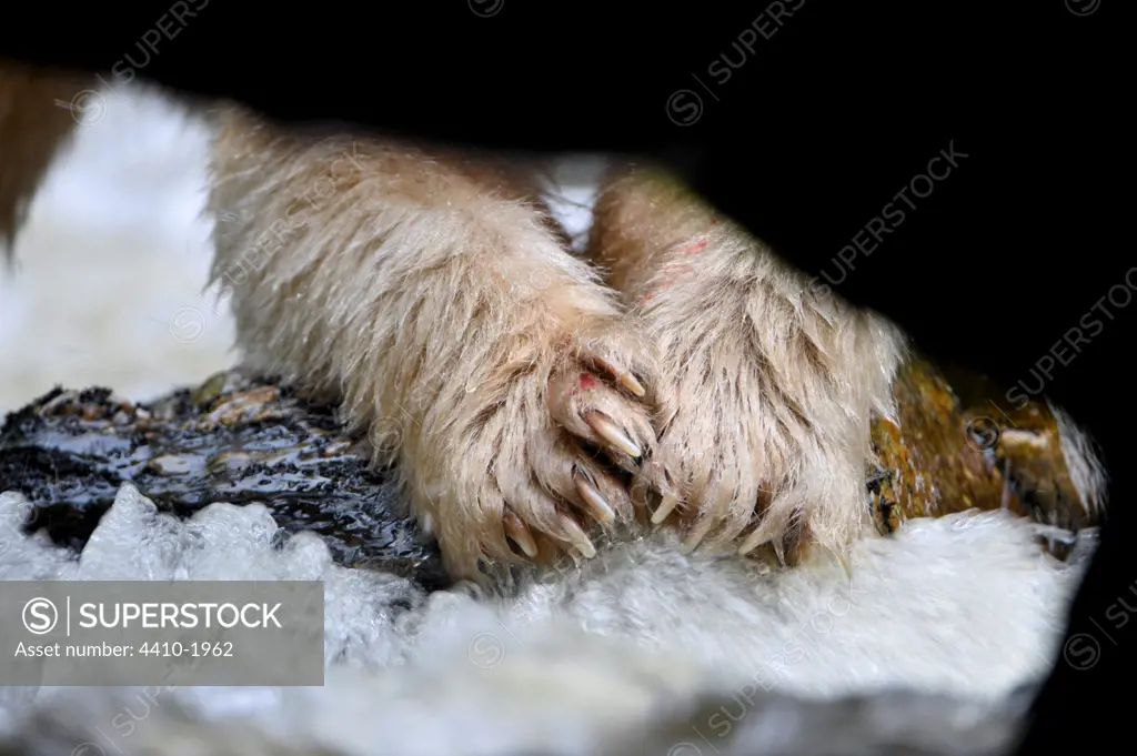 Front paws of adult Kermode bear (Ursus americanus kermodei) white morph of the black bear in stream fishing for salmon, Gribbell Island, Great bear Rainforest, British Columbia, Canada