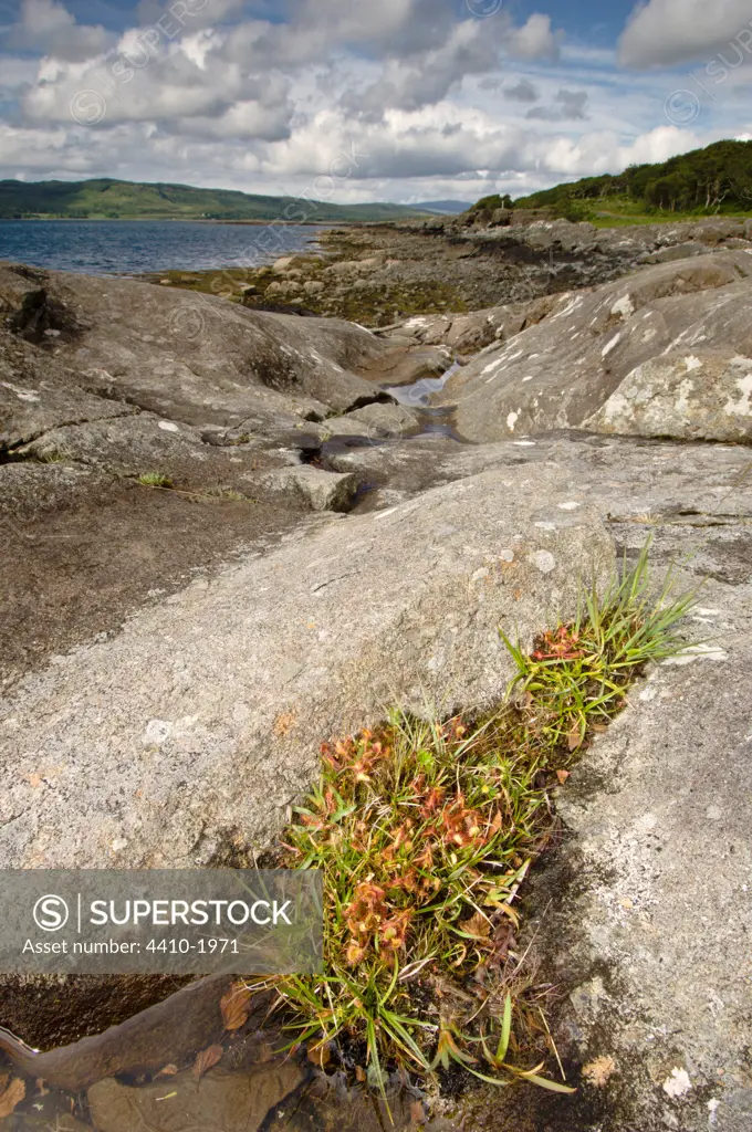 Common Sundew (Drosera rotundifolia) growing in rock crevices on the shoreline, Isle of Mull, Inner Hebrides, Scotland