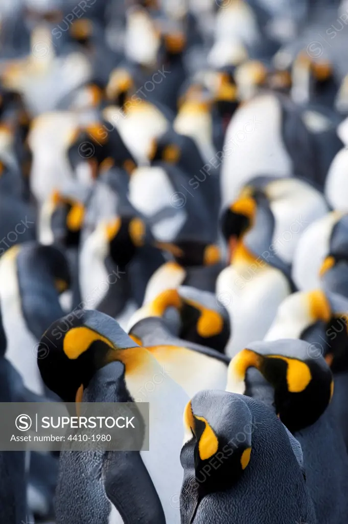 Colony of King penguins (Aptenodytes patagonicus), Salisbury Plain, South Georgia Island