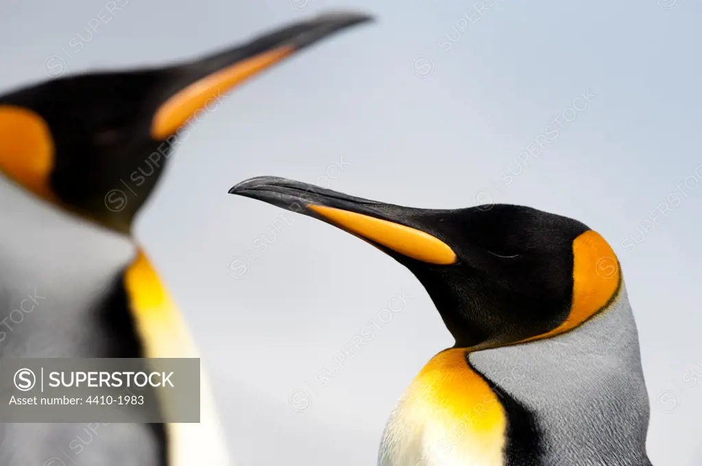Close-up of two King penguins (Aptenodytes patagonicus), Salisbury Plain, South Georgia Island
