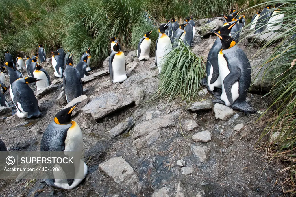 Colony of King penguins (Aptenodytes patagonicus) on a rock, Salisbury Plain, South Georgia Island