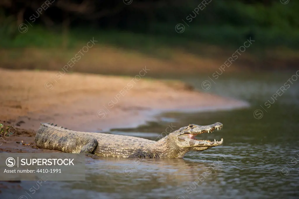 Yacare caiman (Caiman yacare) at the edge of a river, Piquiri River, Pantanal Wetlands, Brazil