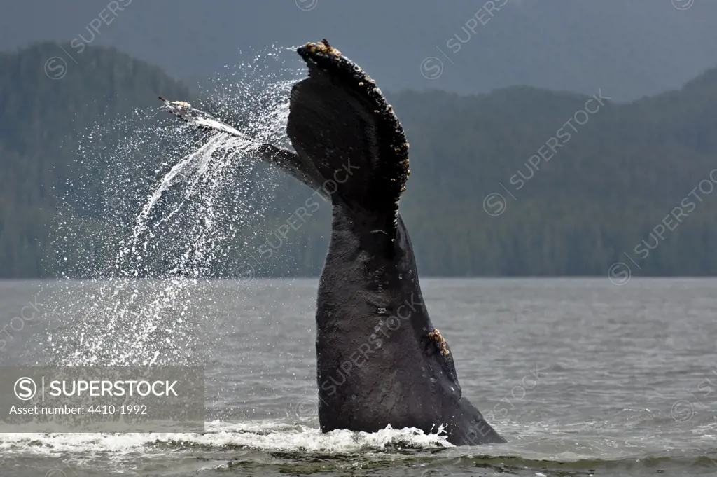 Humpback whale (Megaptera novaeangliae) waving and slapping its flukes, Princes Royal Island, Great bear Rainforest, British Columbia, Canada