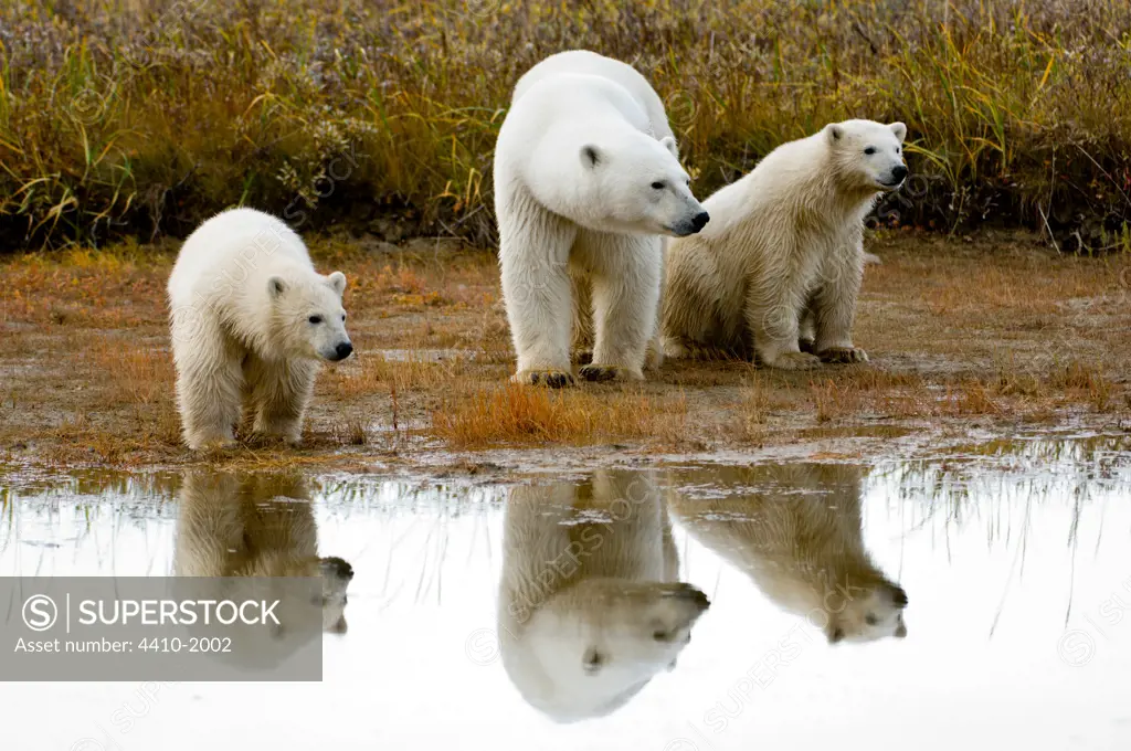 Adult female Polar bear (Ursus maritimus) with 7-8 month old cubs on the shores of Hudson Bay, Canada