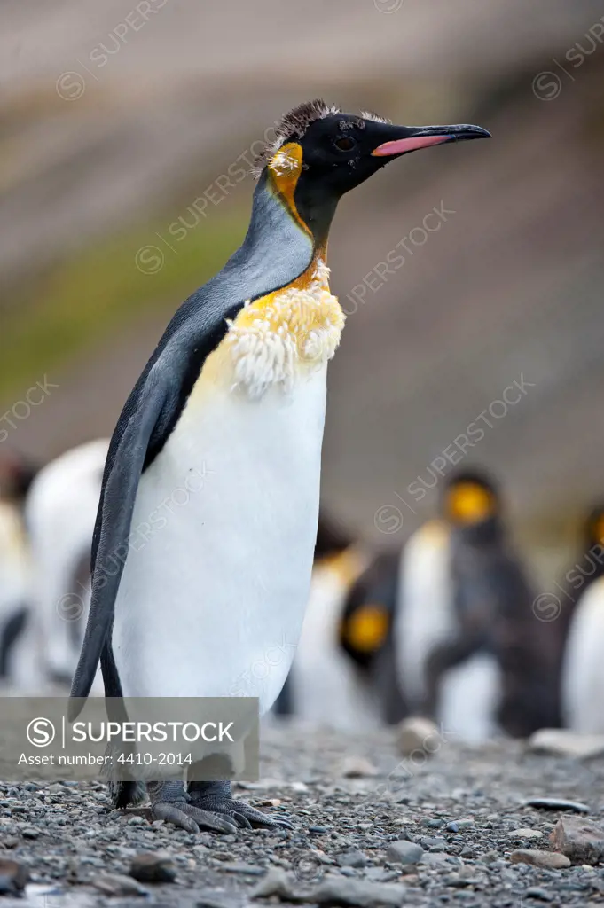 King penguin (Aptenodytes patagonicus) molting, Stromness, South Georgia Island