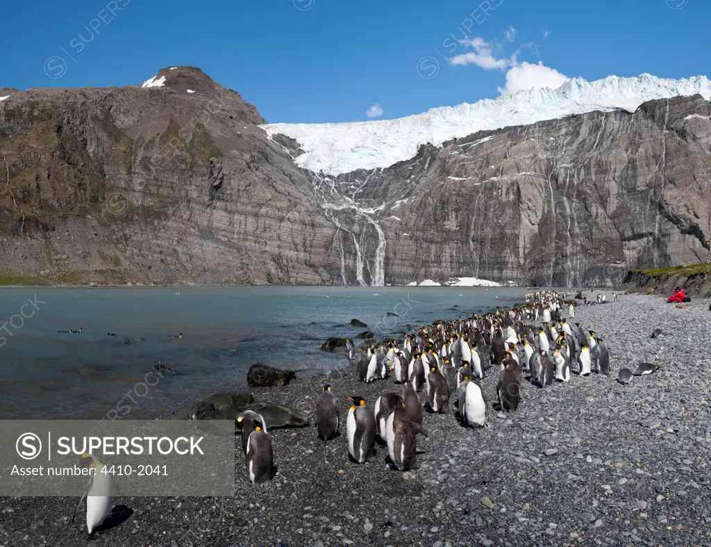 Colony of King penguins (Aptenodytes patagonicus) on beach, Gold Harbor, South Georgia Island