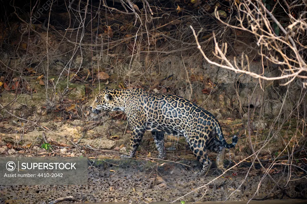 Male jaguar (Panthera onca palustris) shaking itself dry after emerging from the margins of the river, Piquiri River, Cuiaba River, Pantanal Wetlands, Brazil