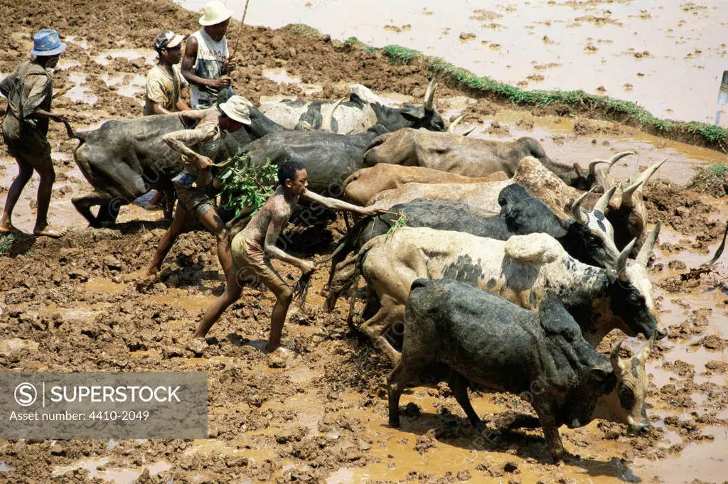 Betsileo tribesmen using Zebu cattle to plough rice paddy field, Madagascar