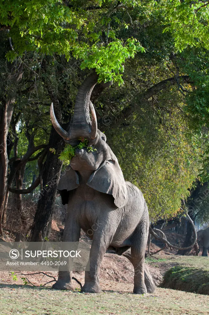 African elephant (Loxodonta africana) feeding on foliage on the banks of the river, Luangwa River, South Luangwa National Park, Zambia