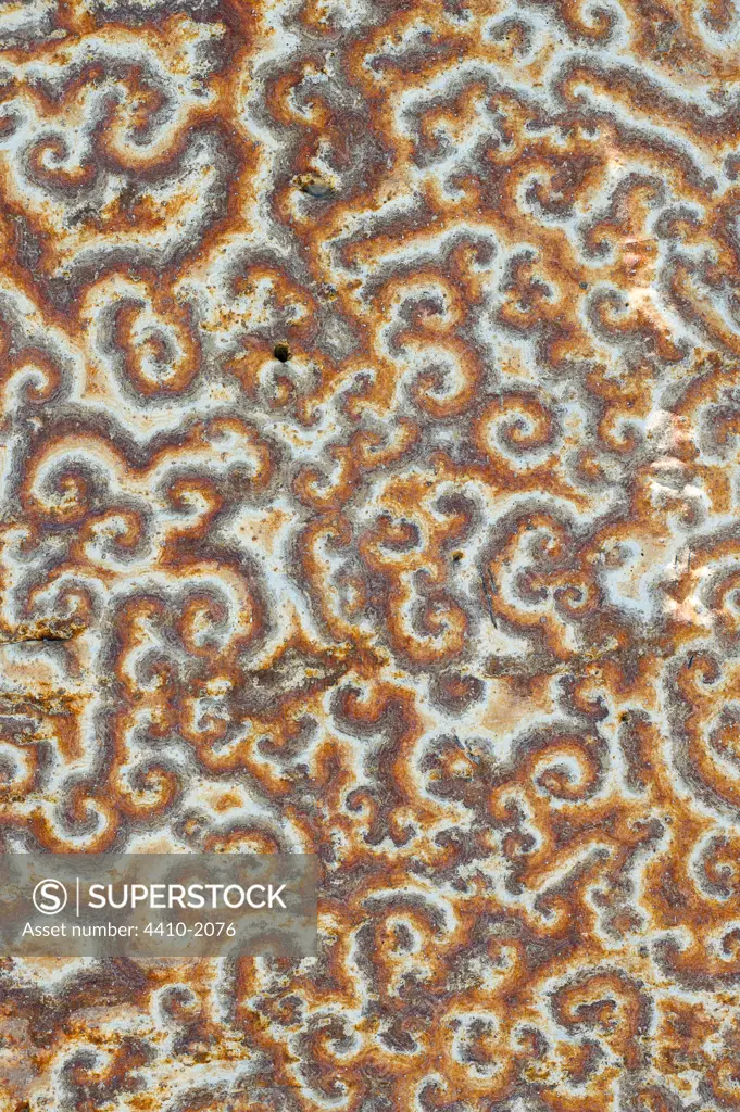 Pattern on bark of endemic baobab (Adansonia sp.) caused by peculiar fungal growth, Andavadoaka, Madagascar