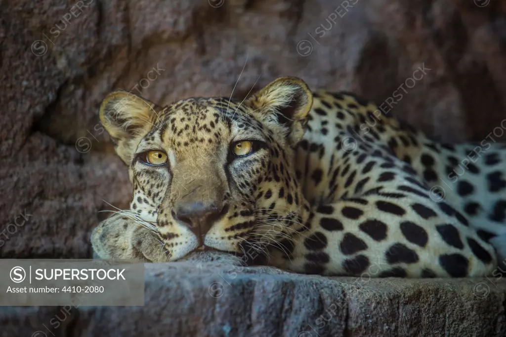 Close-up of a male Arabian Leopard (Panthera pardus nimr) at the Arabian Wildlife Centre, Sharjah, United Arab Emirates