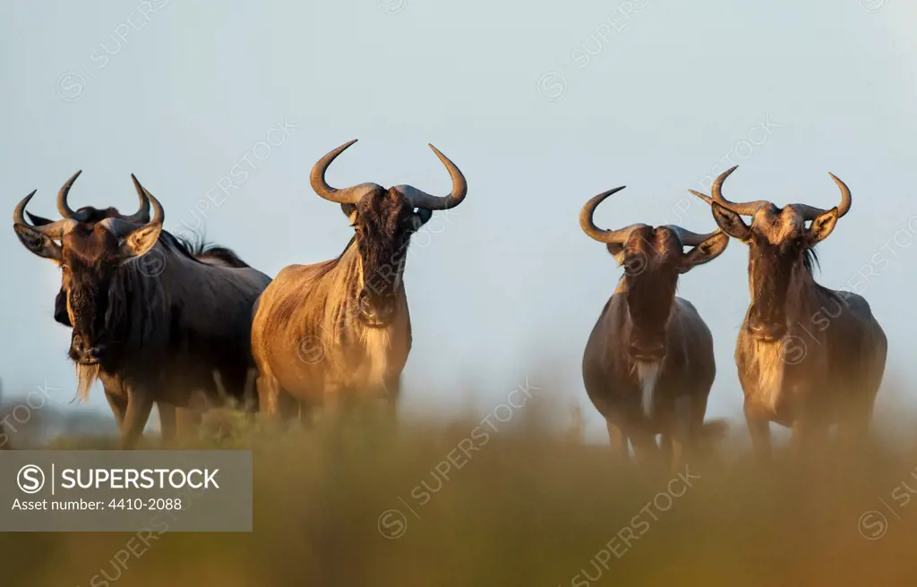 White-bearded Wildebeest (Connochaetes taurinus albojubatus) walking, Ngorongoro Conservation Area, Serengeti National Park, Tanzania