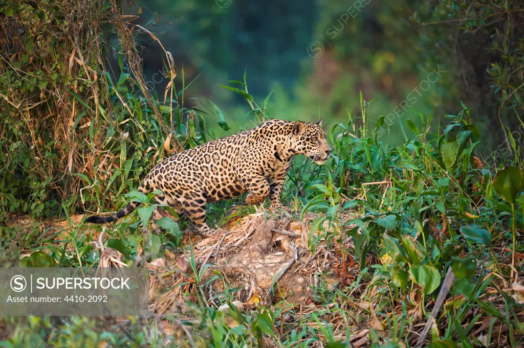 Wild male Jaguar (Panthera onca palustris) stalking along the bank of the Cuiaba River, Pantanal Wetlands, Brazil