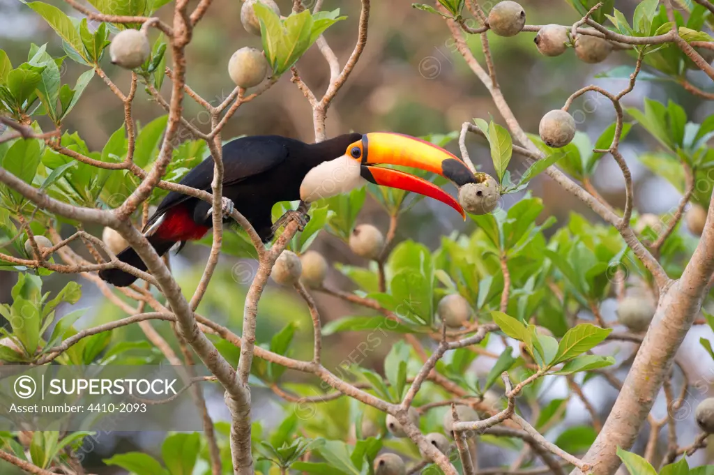 Toco Toucan (Ramphastos toco) feeding on fruits in a forest, Cuiaba River, Pantanal Wetlands, Mato Grosso, Brazil