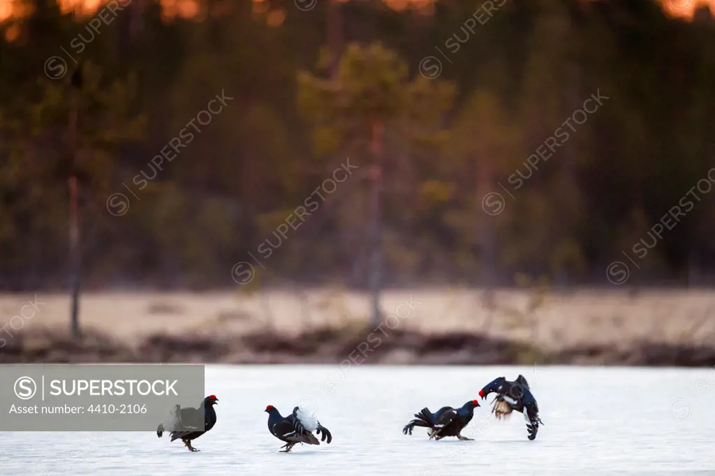 Two pairs of male Black Grouse (Tetrao tetrix) fighting on frozen lake at sunrise, Kuhmo, Finland