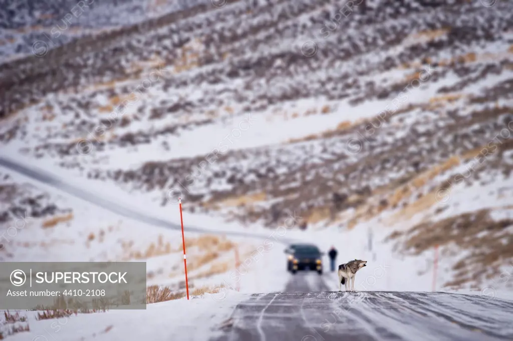 Male Gray Wolf (Canis lupus) howling on the road in the Lamar River Valley, Yellowstone National Park, Wyoming, USA