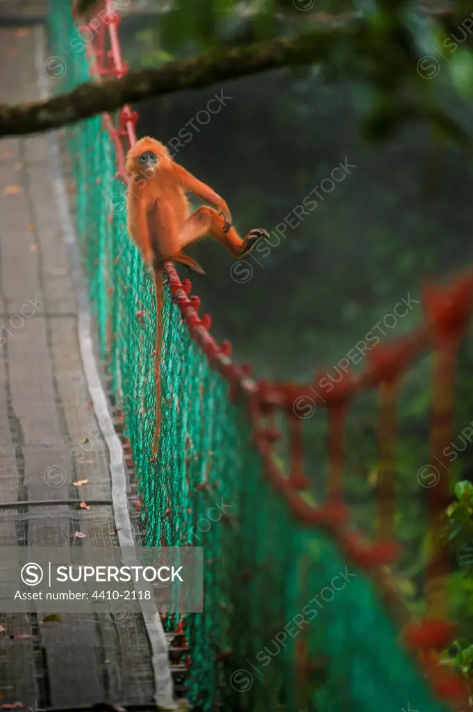 Red Leaf Monkey (Presbytis rubicunda) on a rope bridge, Danum Valley, Sabah State, Island of Borneo, Malaysia