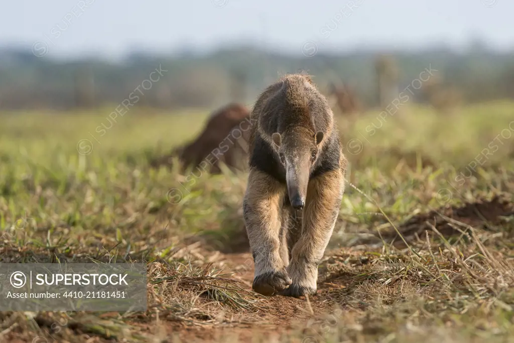 Adult Giant Anteater (Myrmecophaga tridactyla) (sometimes called Giant Ant Bear) foraging. Southern Pantanal, Moto Grosso do Sul State, Brazil. September.