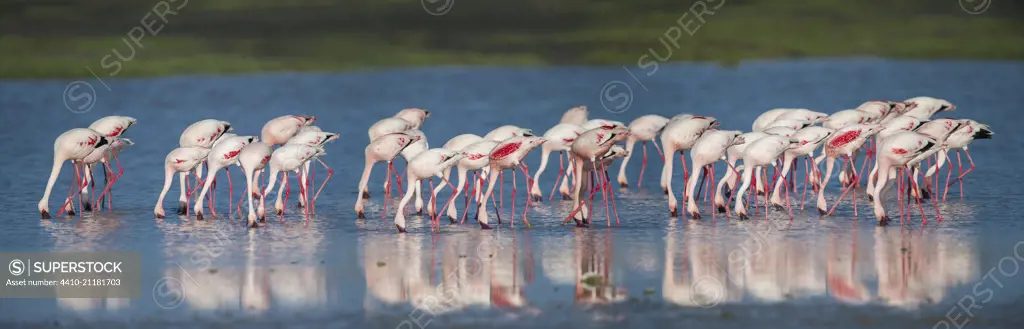 Greater Flamingos (Phoenicopterus roseus) feeding in shallow lake.  Ndutu area, Ngorongoro Conservation Area NCA / Serengeti National Park.