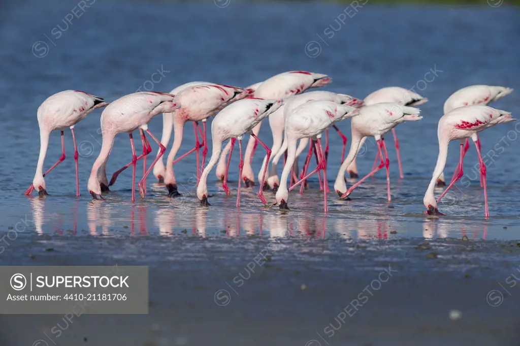 Greater Flamingos (Phoenicopterus roseus) feeding in shallow lake.  Ndutu area, Ngorongoro Conservation Area NCA / Serengeti National Park.