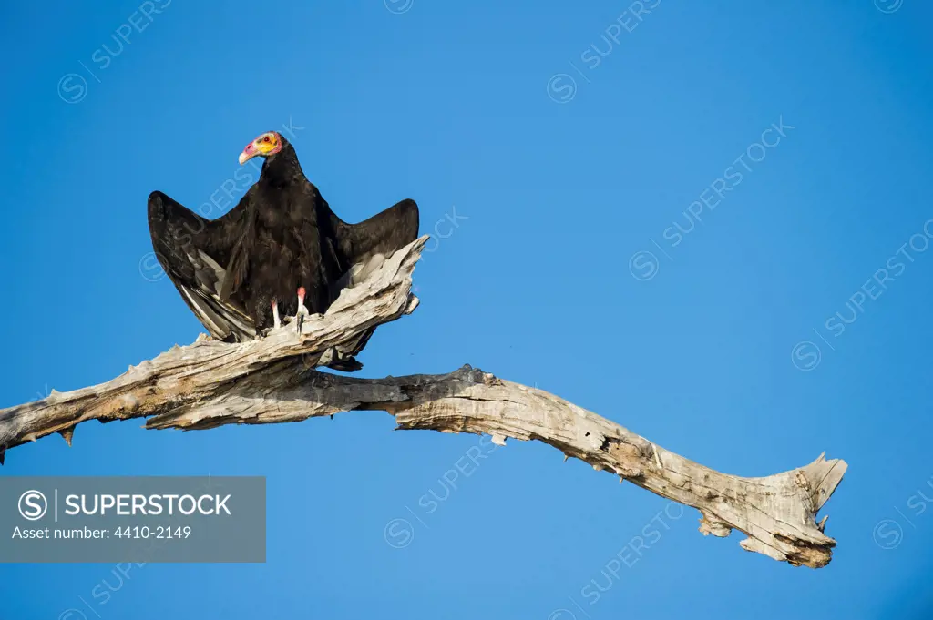 Brazil, Pantanal, Taiama Ecological Reserve, Lesser Yellow-headed Vulture (Cathartes burrovianus) bathing in early morning sun shine