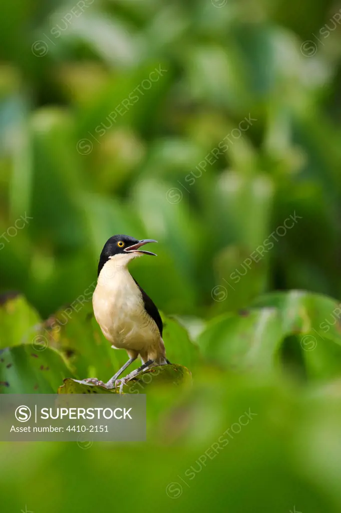 Brazil, Pantanal, Paraguay River, Taiama Ecological Reserve, Black-capped Donacobius (Donacobius atricapilla) singing from floating Water Hyacinth (Eichhornia sp.)