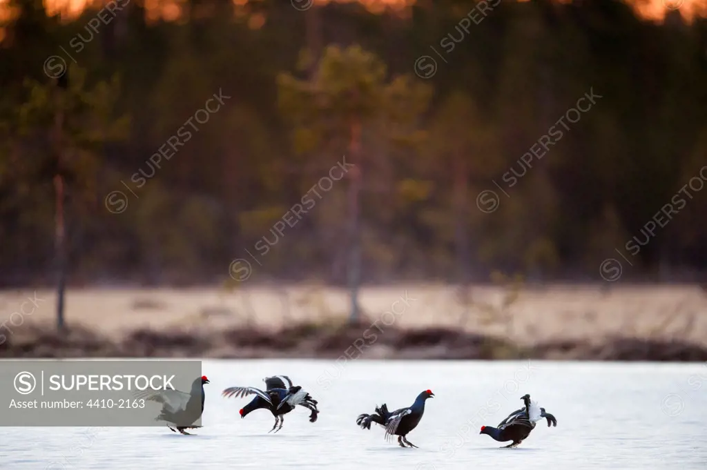 Finland, Kuhmo, Male Black Grouse (Tetrao tetrix) - two pairs of males fighting on frozen lake at sunrise