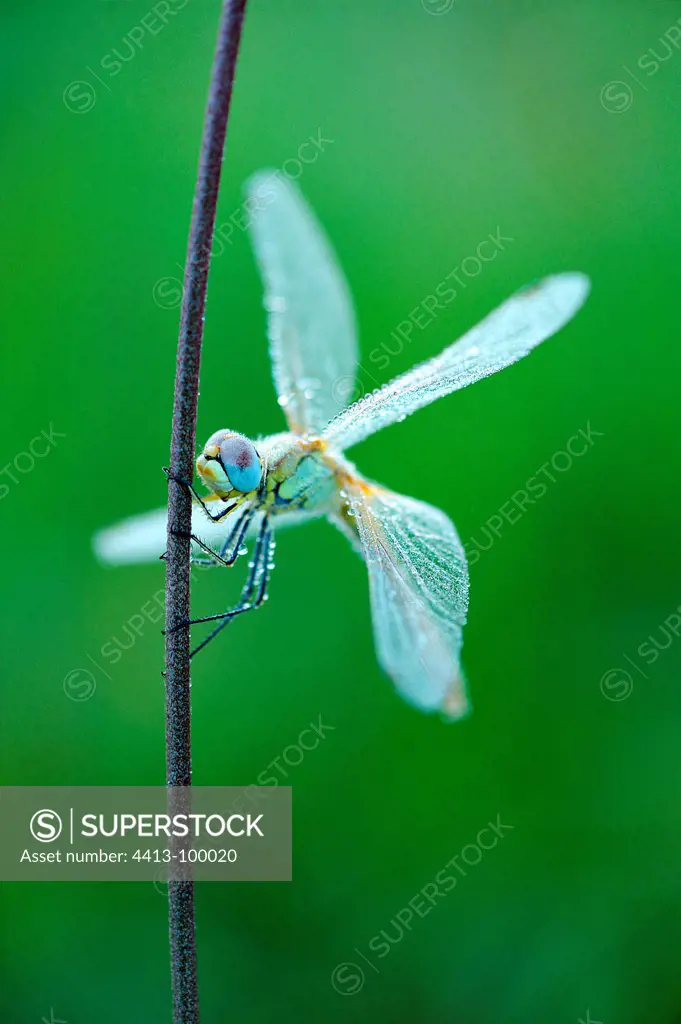 Dragonfly on a rod at dawn Touraine France