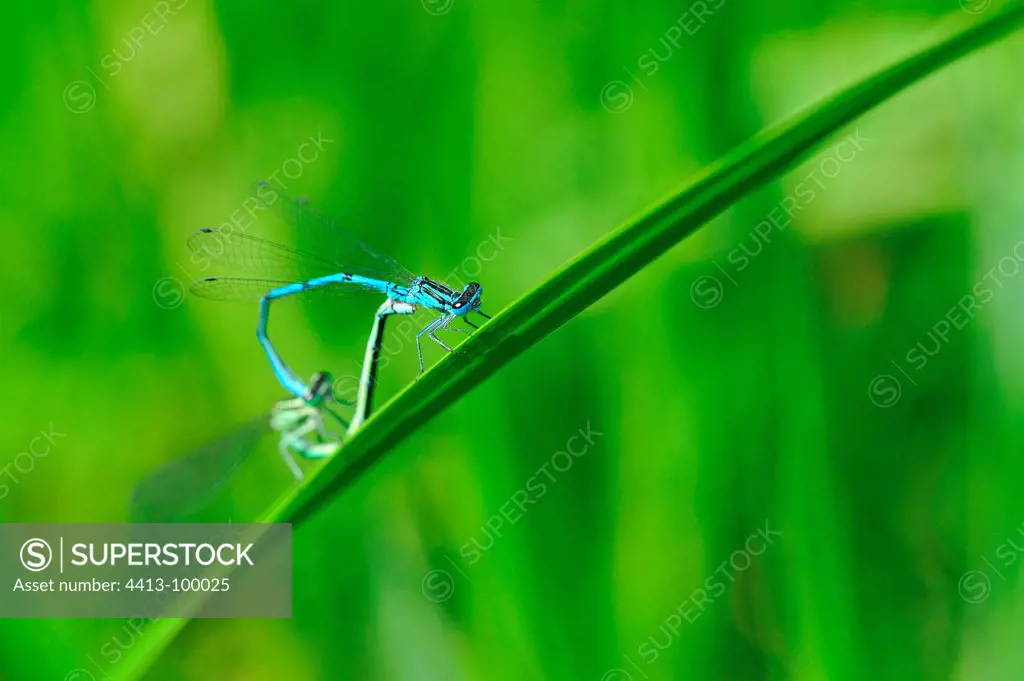 Damselfly coupling on a leaf Touraine France