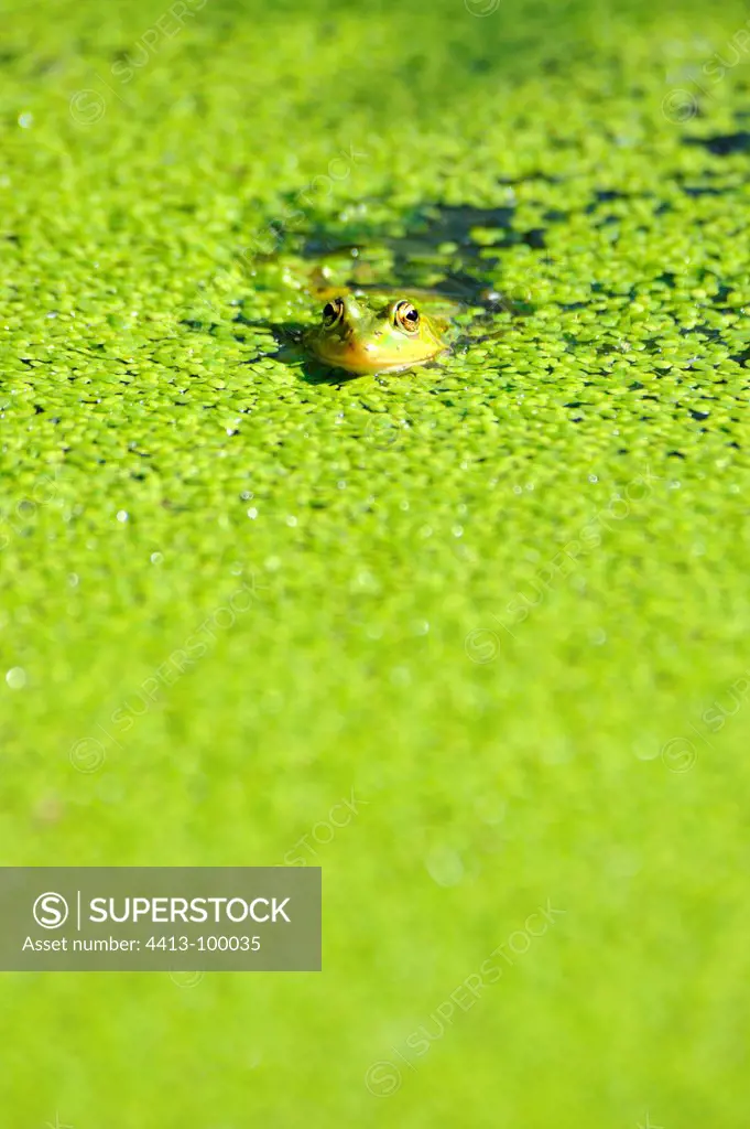 Green frog in duckweed Touraine France