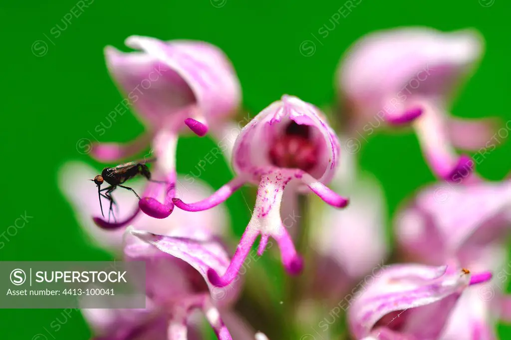 Empis on flower Orchis Touraine France