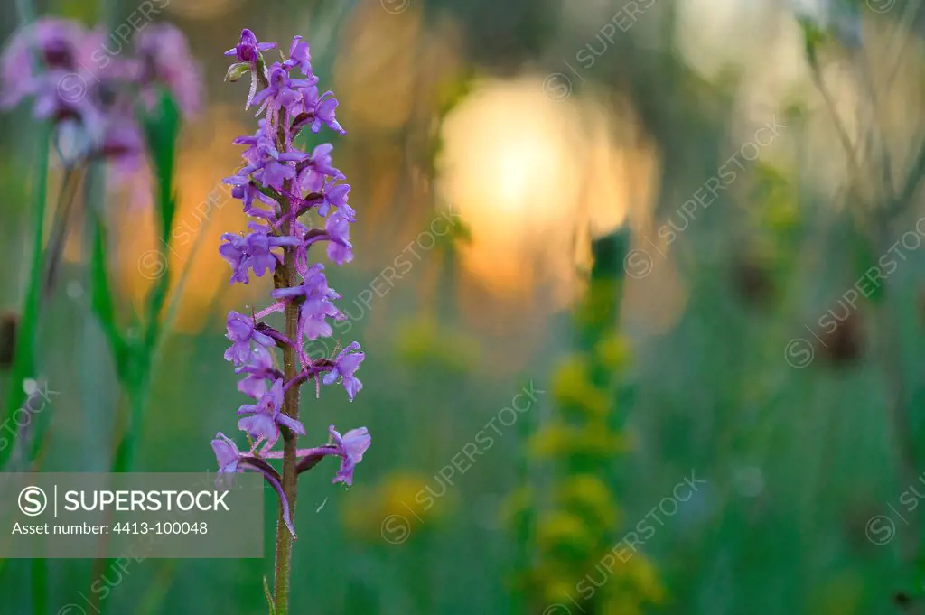 Wild Orchid in bloom at sunrise Touraine France