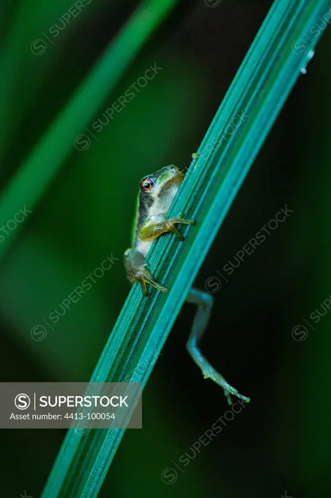 Green tree frog on a leaf Rush and moult Touraine France