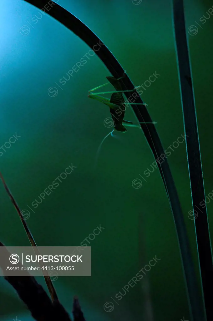 Grasshopper on a rod at dawn Touraine France