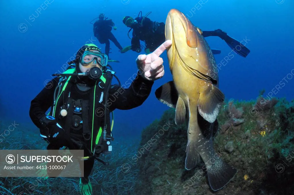 Diver stroking a brown Grouper Mediterranean Port-Cros