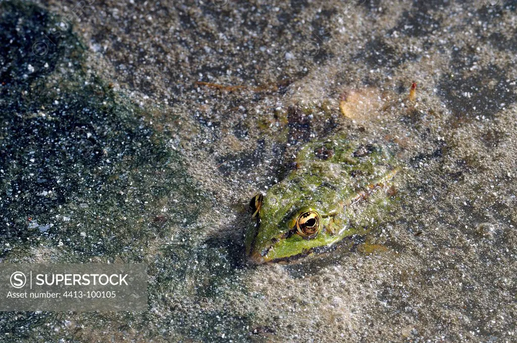 Green frog on the lookout on the surface of a pond France