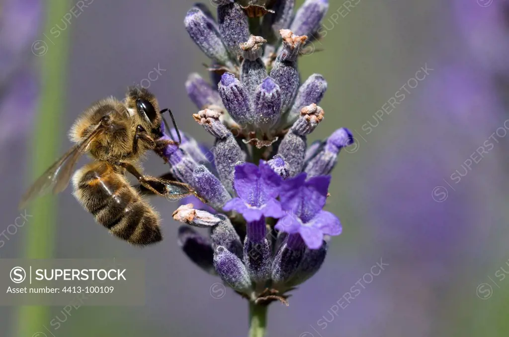 Honey bee pollinating a flower of Lavender France