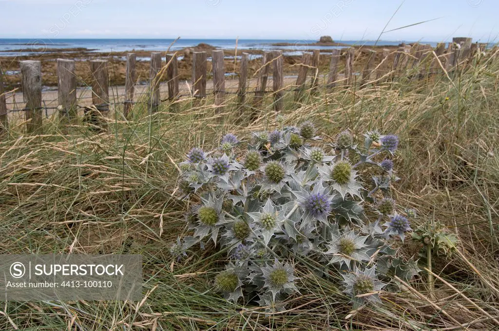 Seaside Eryngo flowers on a dune protected Britain France