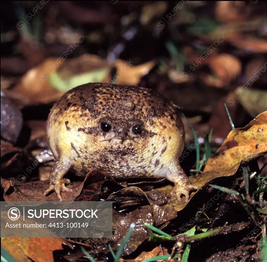 Cape rain frog in defensive posture Table Mountain