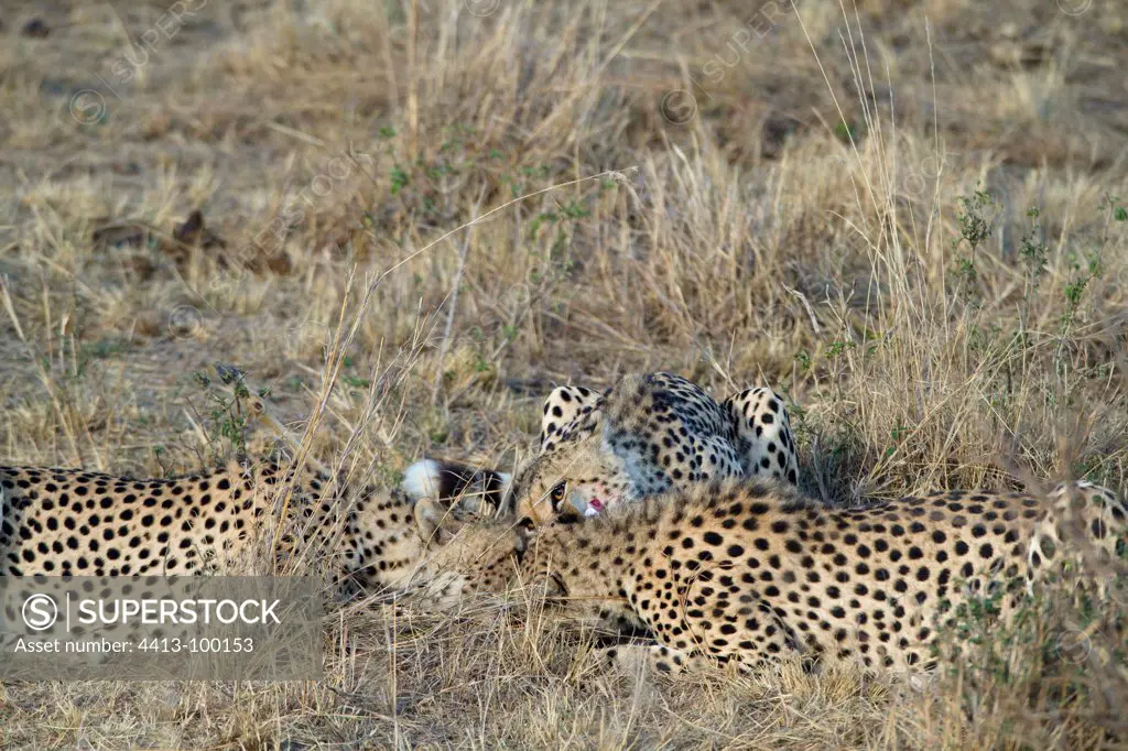 Three young brothers Cheetahs eating a young Impala Kenya