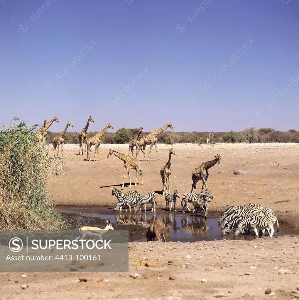 Gathering at the waterhole of Chudoba Etosha Namibia