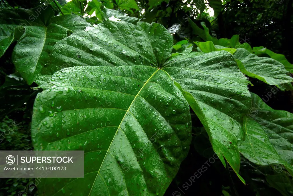 Vegetation sub-equatorial rain after Ouidah Benin